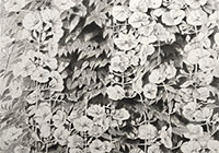 雪舟国際美術協会展特選受賞